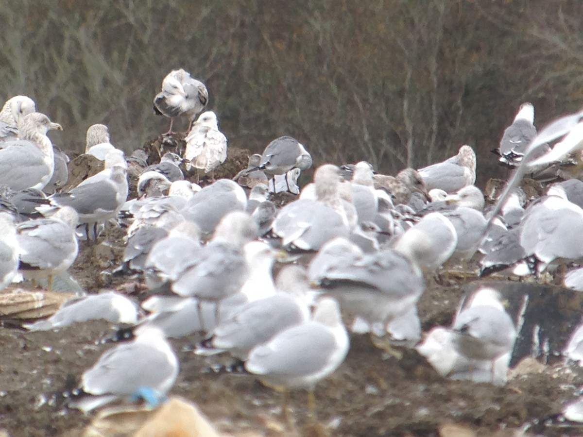 Iceland Gull (kumlieni/glaucoides) - ML130862531