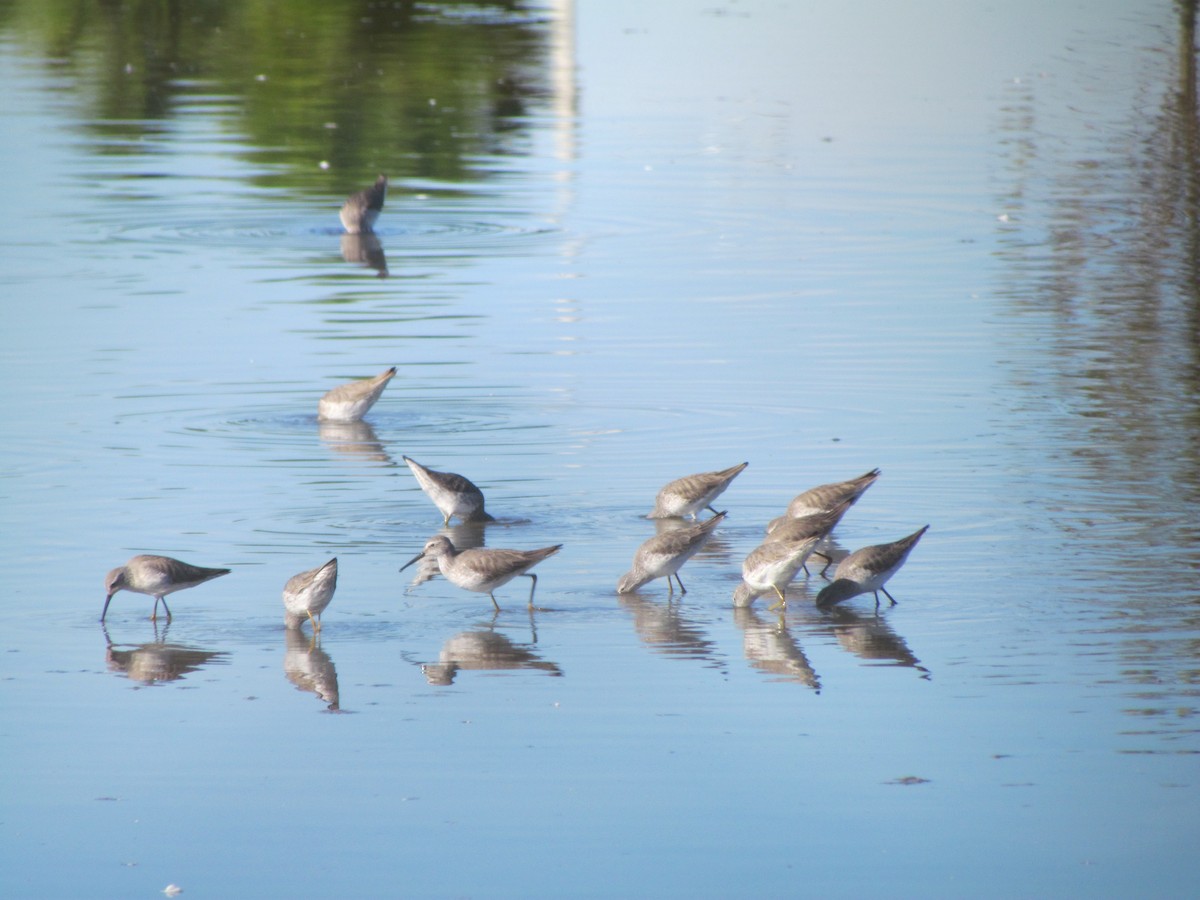 Stilt Sandpiper - ML130864551