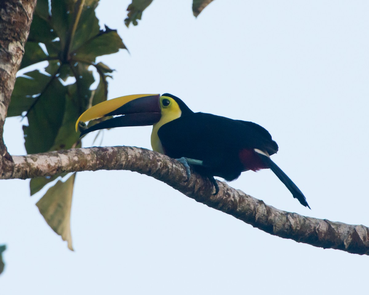 Yellow-throated Toucan - ML130865301