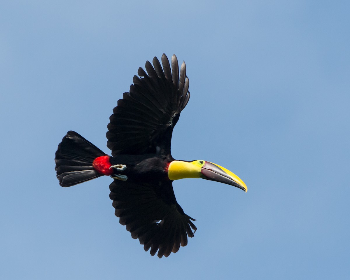 Yellow-throated Toucan - ML130865311