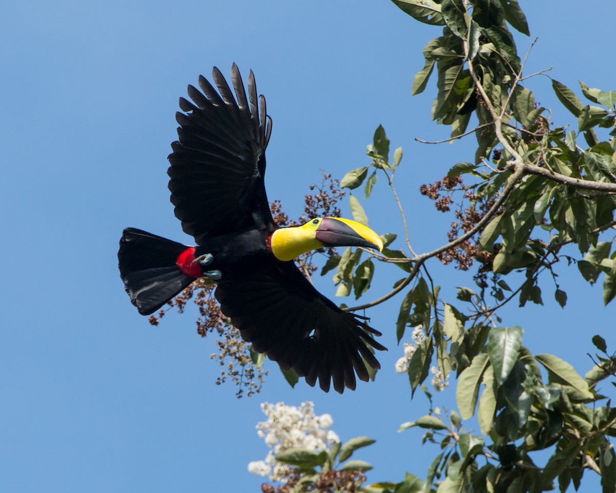 Yellow-throated Toucan - ML130865331