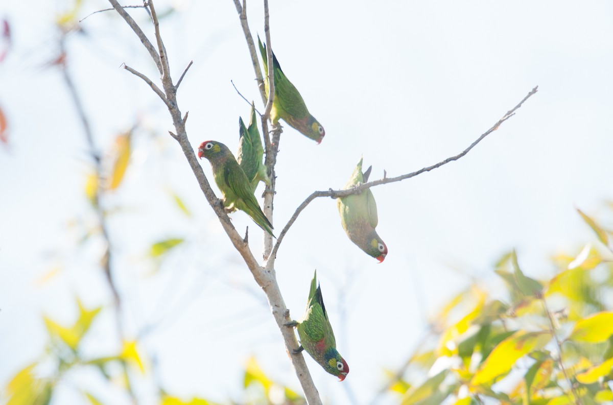 Varied Lorikeet - ML130866251