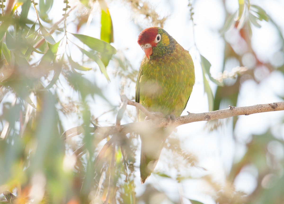 Varied Lorikeet - ML130866291