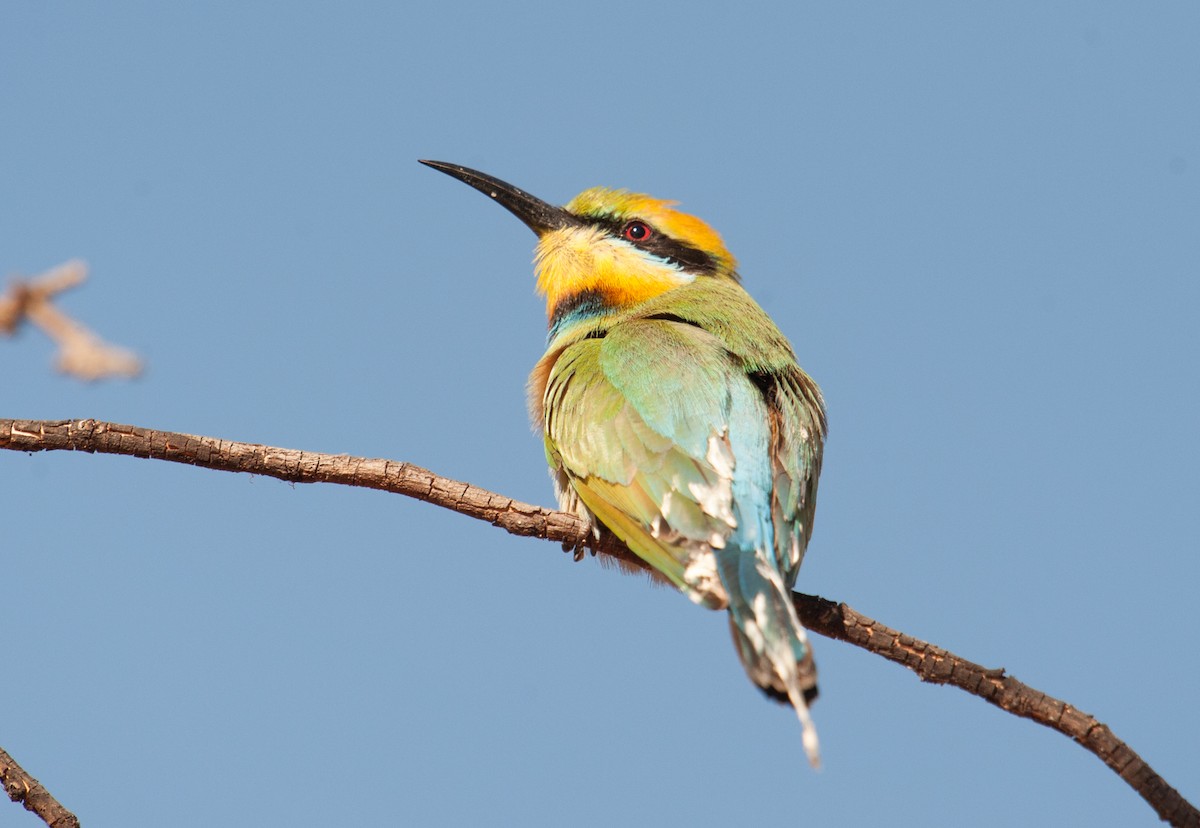 Rainbow Bee-eater - ML130866431