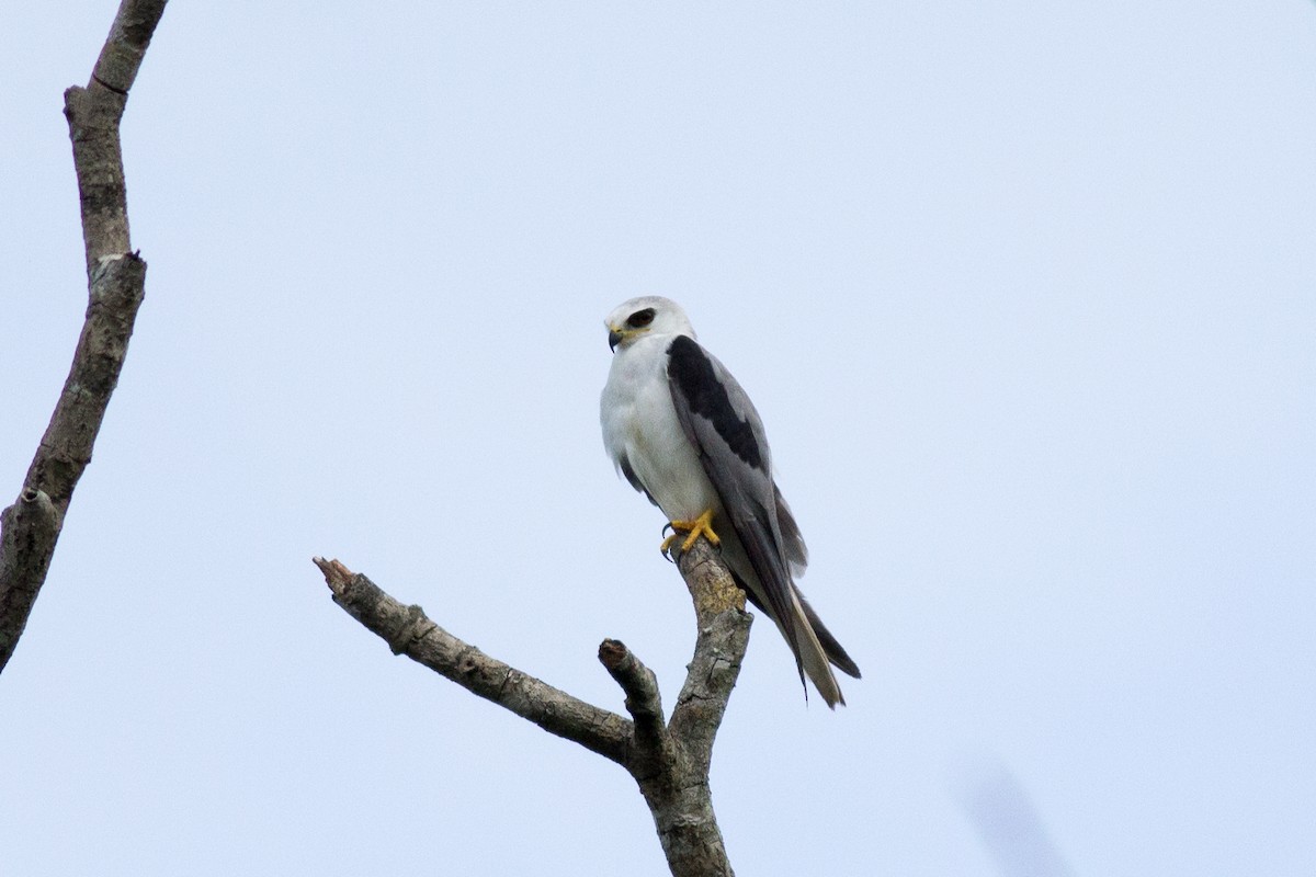 White-tailed Kite - ML130868221