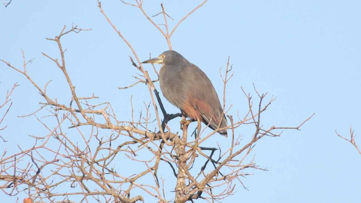 Garcilla Ventrirroja - ML130870861