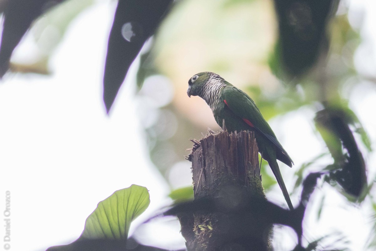 Maroon-tailed Parakeet (Maroon-tailed) - ML130871651