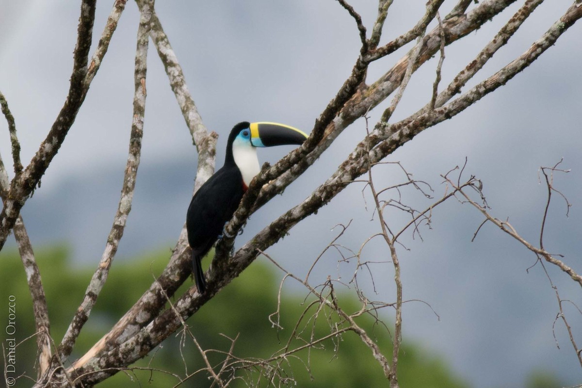 White-throated Toucan - ML130871781