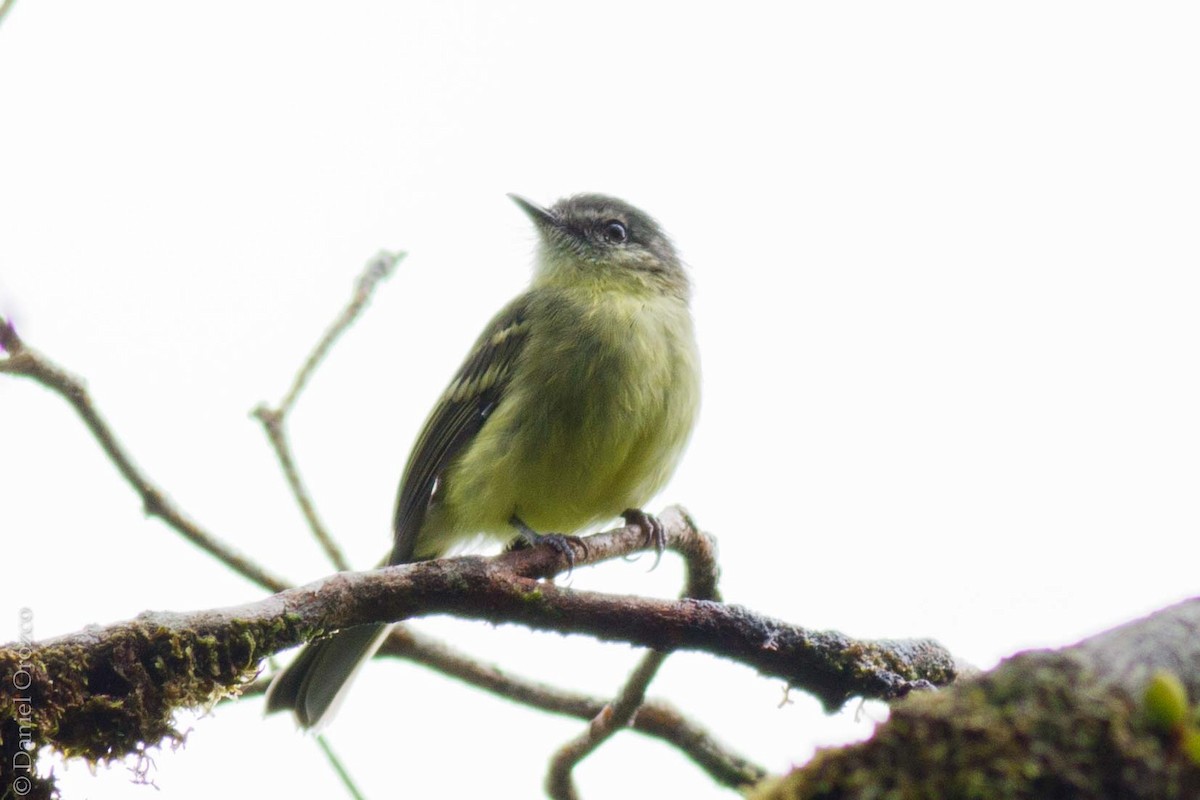 Ecuadorian Tyrannulet - ML130871941