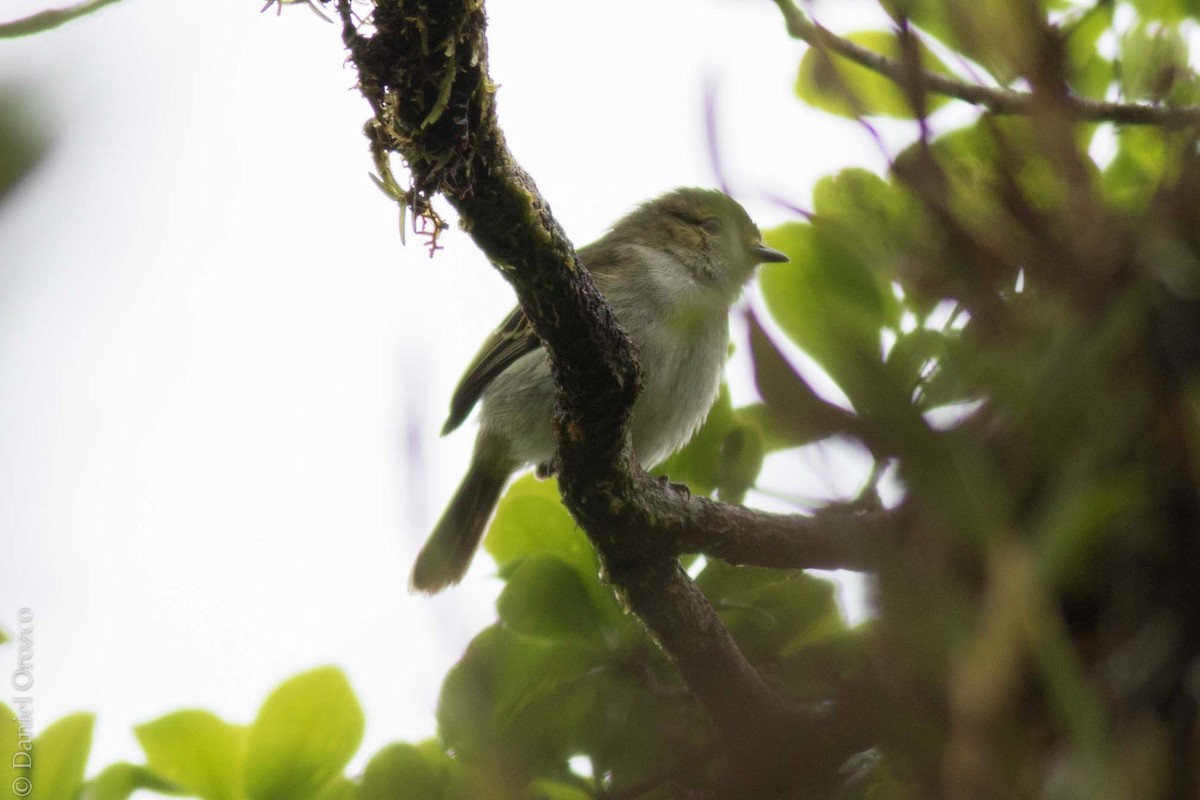 Golden-faced Tyrannulet - ML130872171