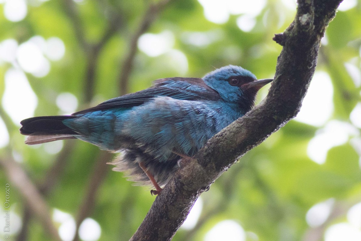 Blue Dacnis - ML130872241