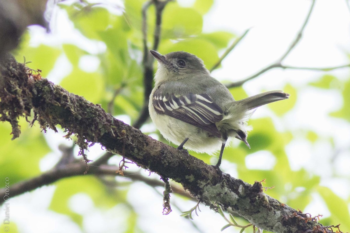 Foothill Elaenia (Foothill) - ML130872311