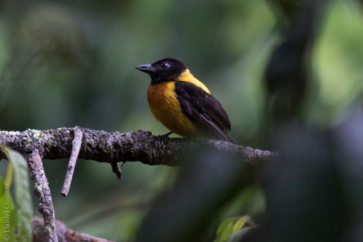 Fulvous Shrike-Tanager - ML130872451