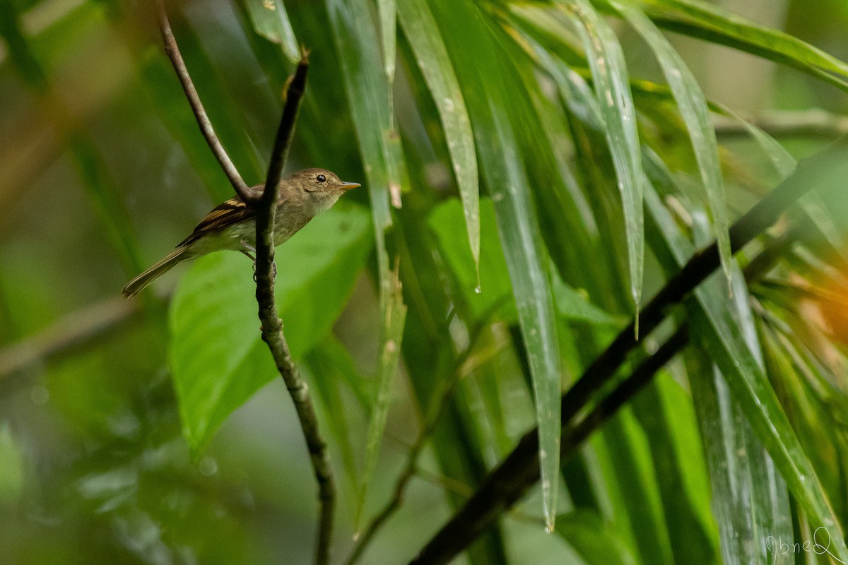 Euler's Flycatcher - ML130872541