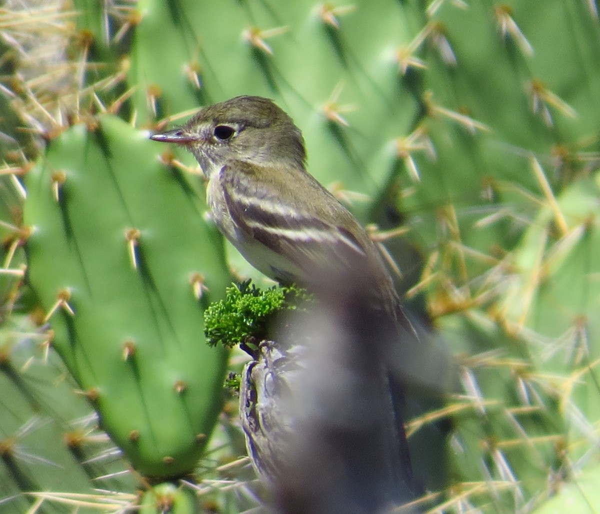 Least Flycatcher - ML130872551