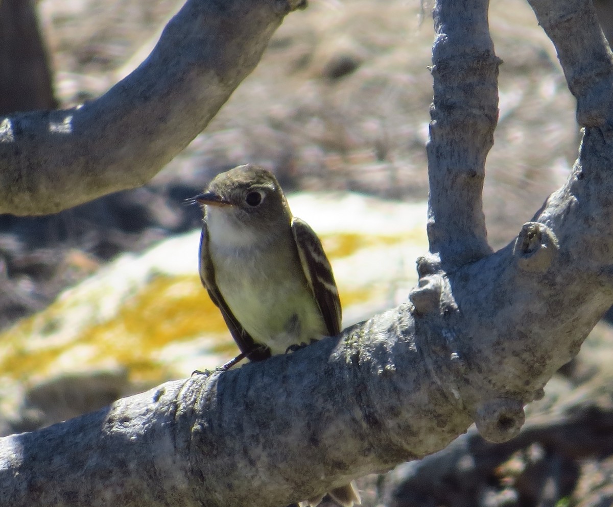 Least Flycatcher - ML130872561