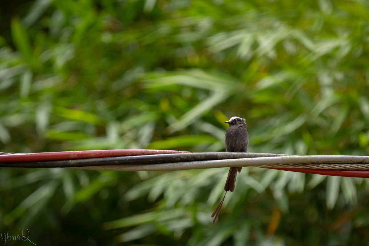 Long-tailed Tyrant - ML130872761