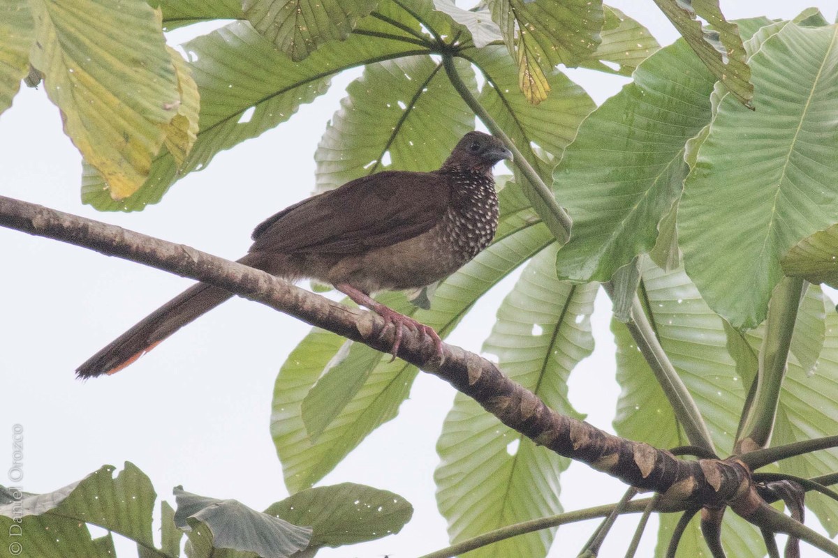 Speckled Chachalaca - Daniel Orozco Montoya