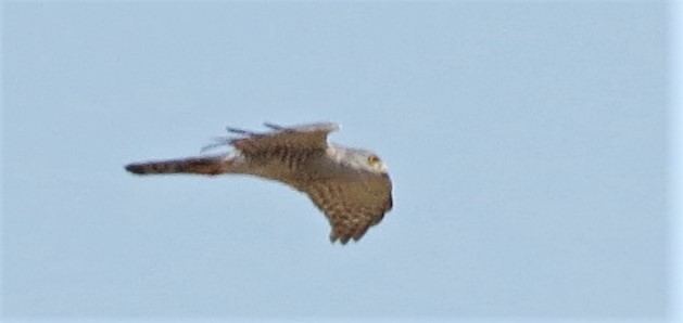 Little Sparrowhawk - ML130873611