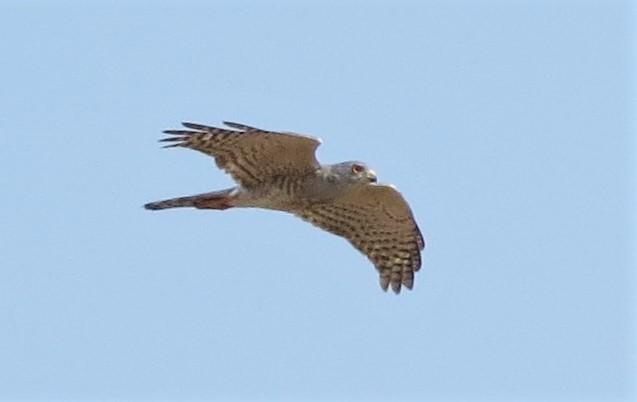 Little Sparrowhawk - ML130873631