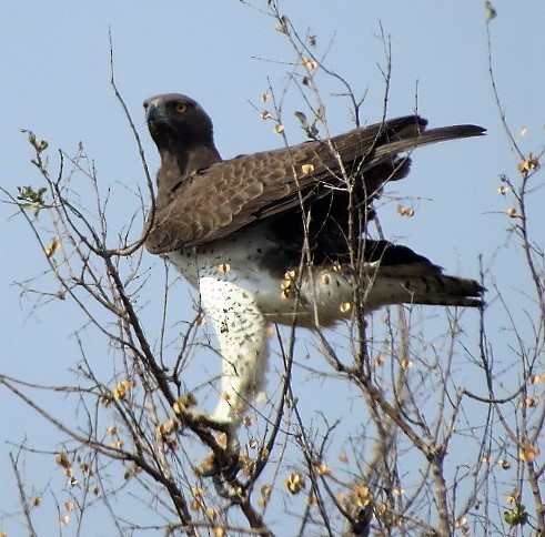 Martial Eagle - ML130874291