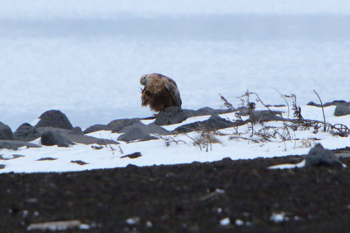 Long-legged Buzzard - ML130874651