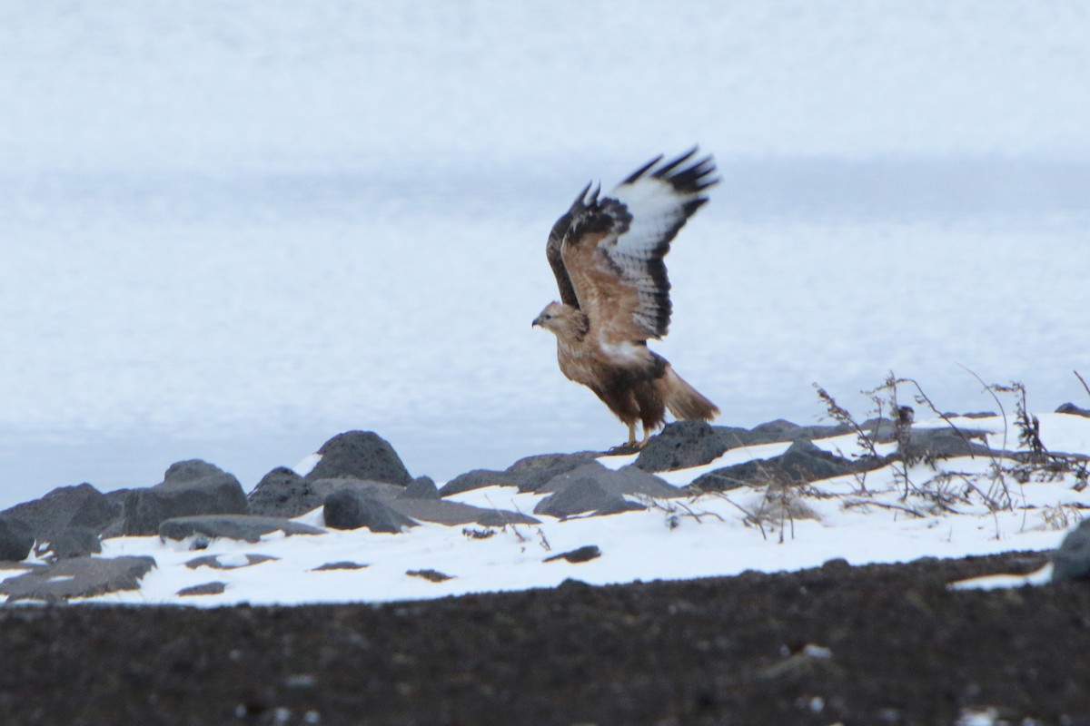 Long-legged Buzzard - ML130874711