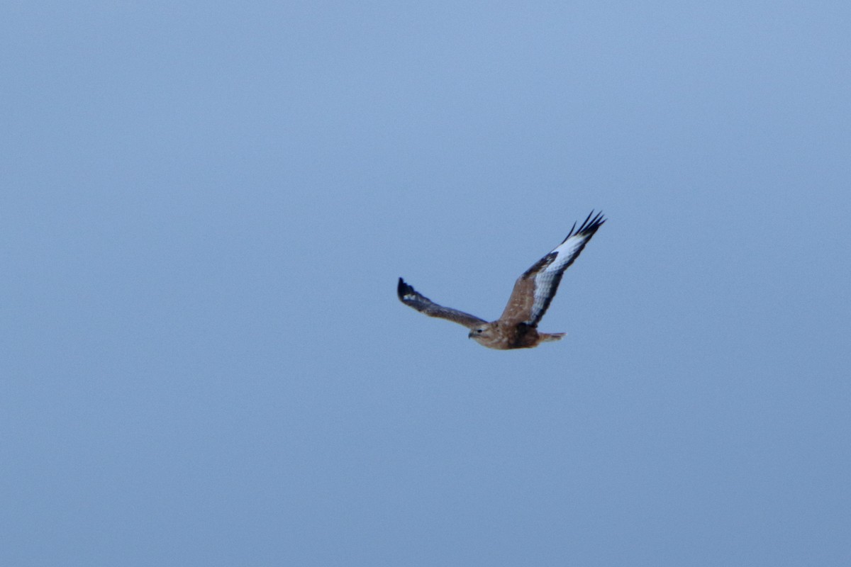 Long-legged Buzzard - ML130874751