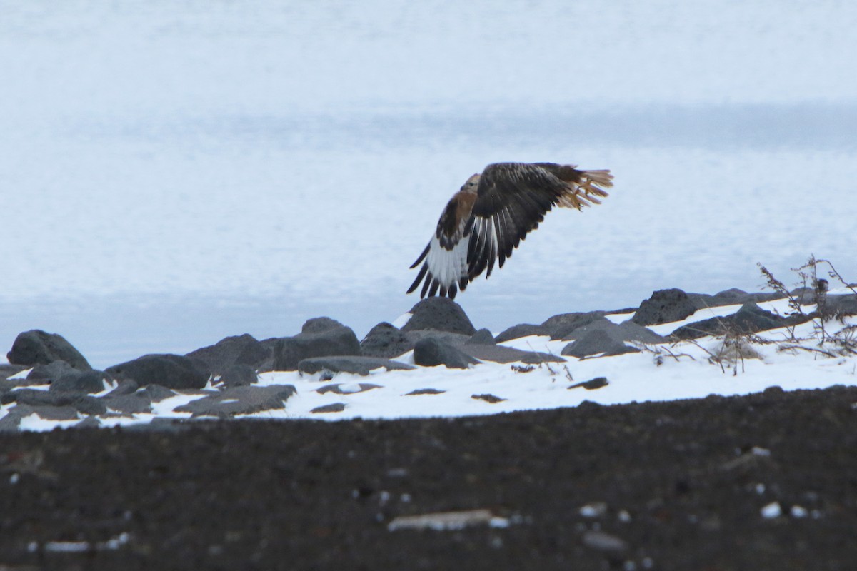 Long-legged Buzzard - ML130874761