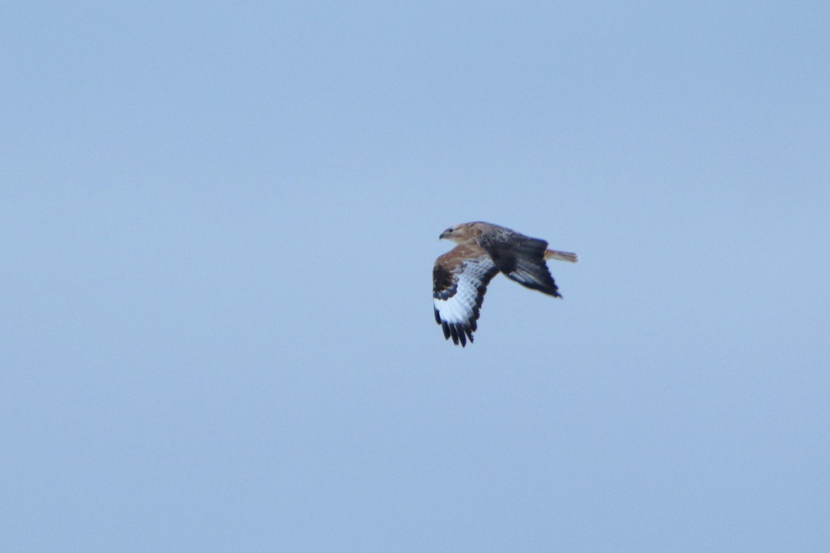 Long-legged Buzzard - ML130874791