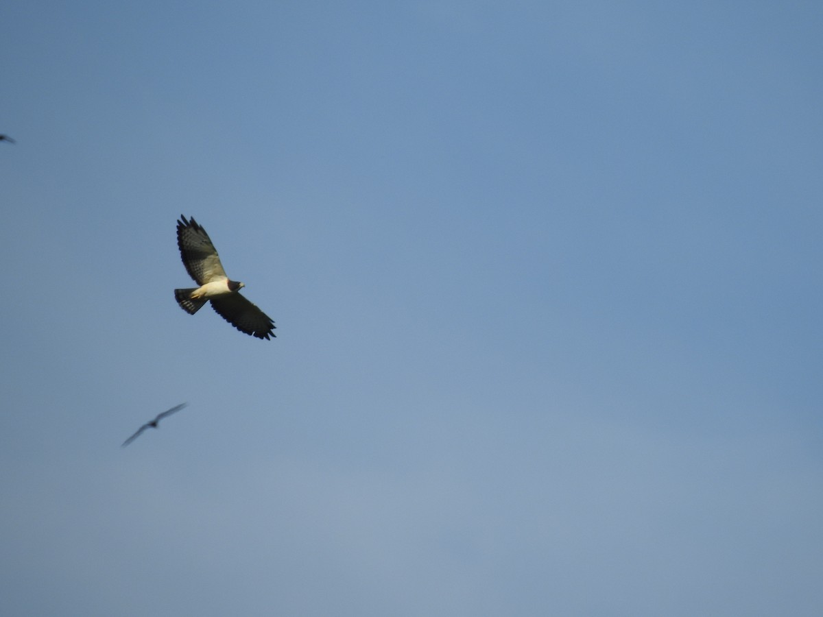 Short-tailed Hawk - ML130875191