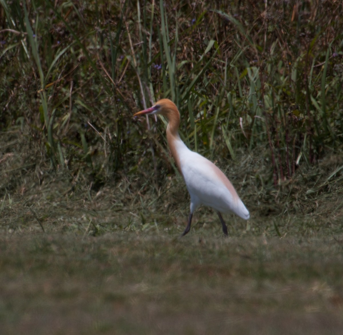 Eastern Cattle-Egret - ML130875571