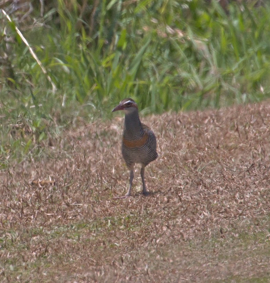 Buff-banded Rail - ML130875621