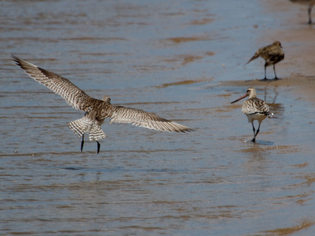 Хурган цууцал - ML130875671