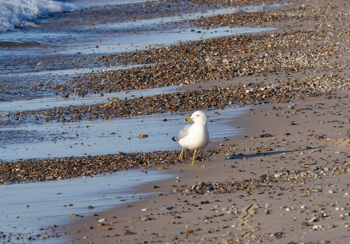 Gaviota de Delaware - ML130875691