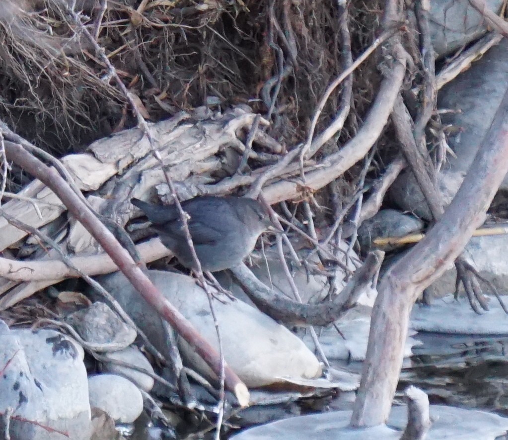 American Dipper - ML130875741