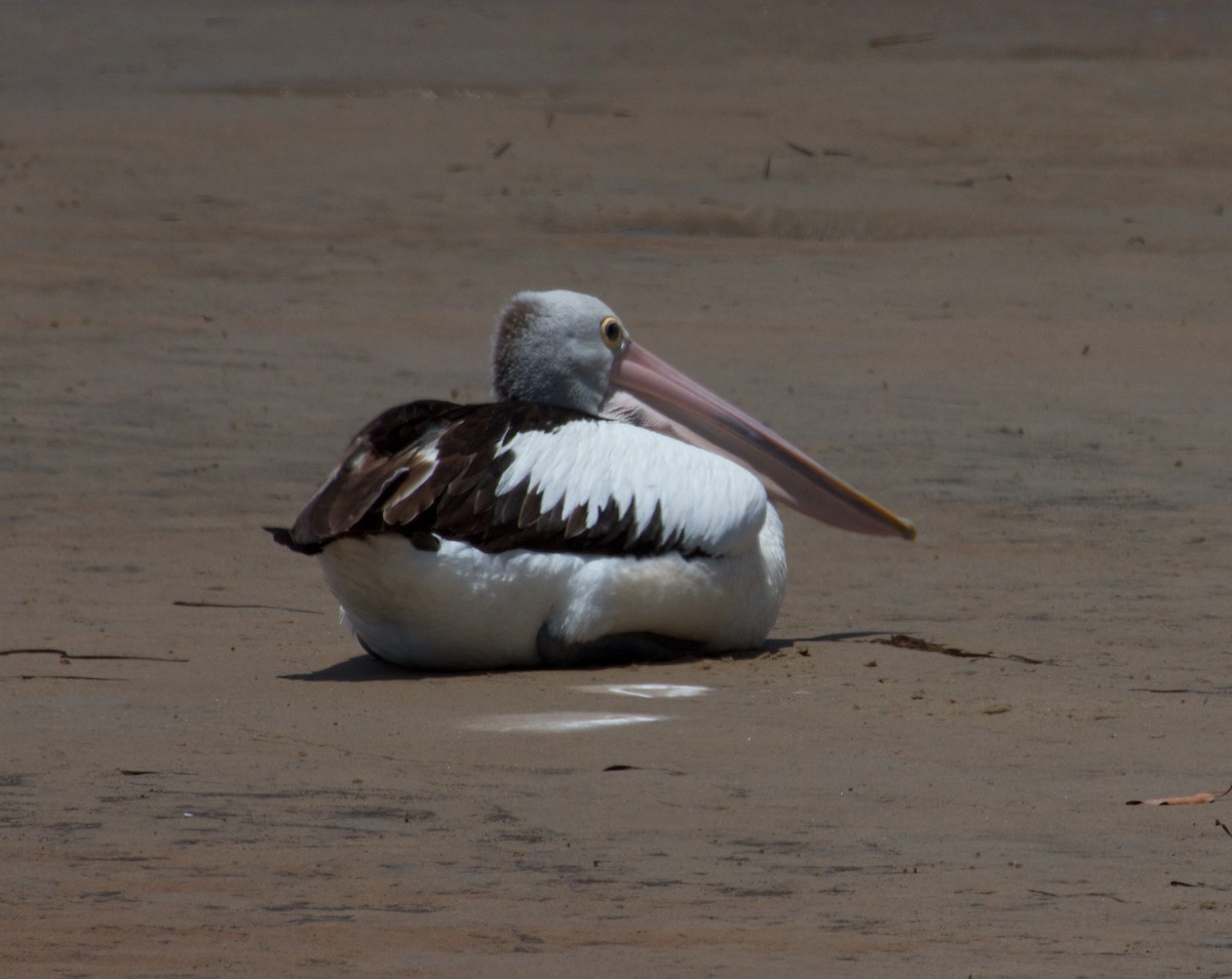Australian Pelican - ML130875861