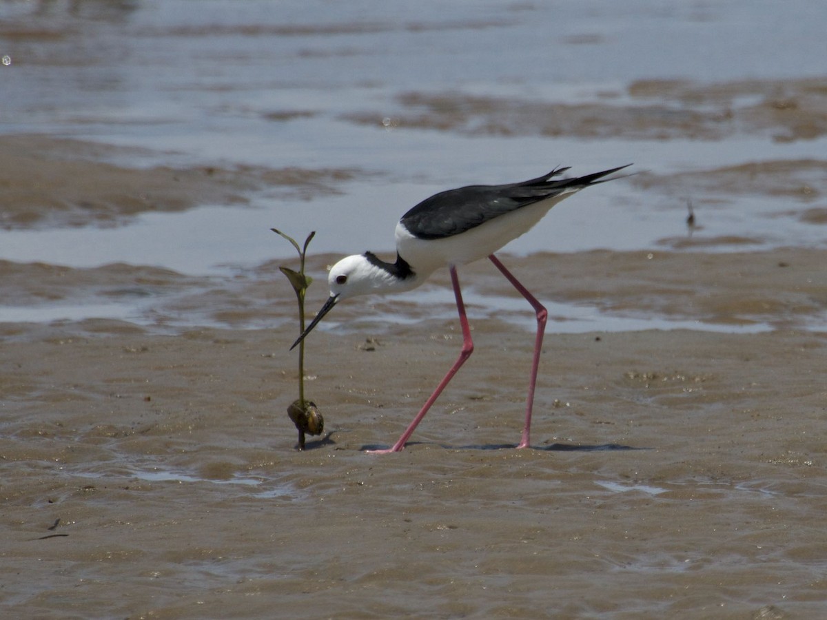 Pied Stilt - ML130875941