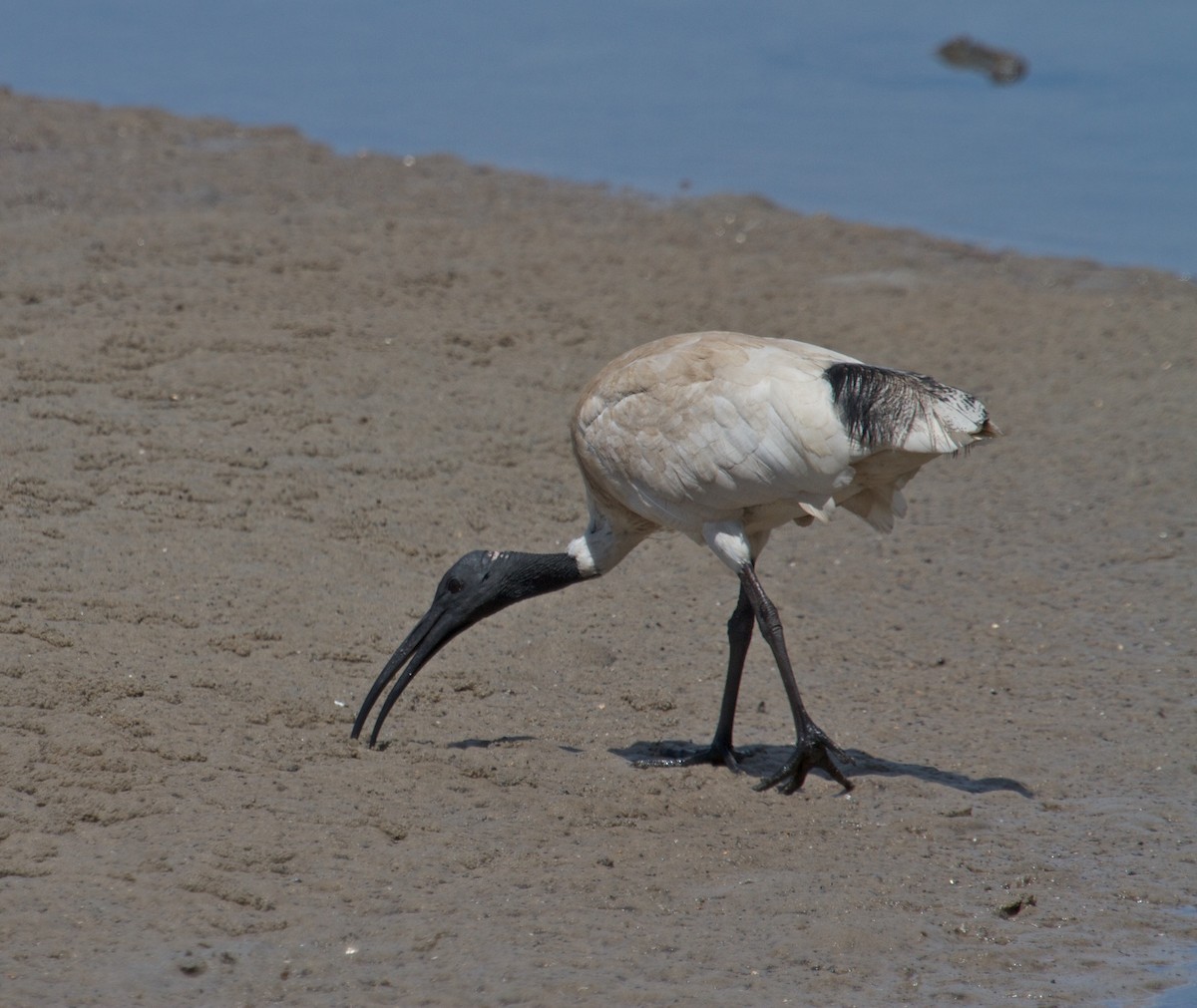 Australian Ibis - ML130876221