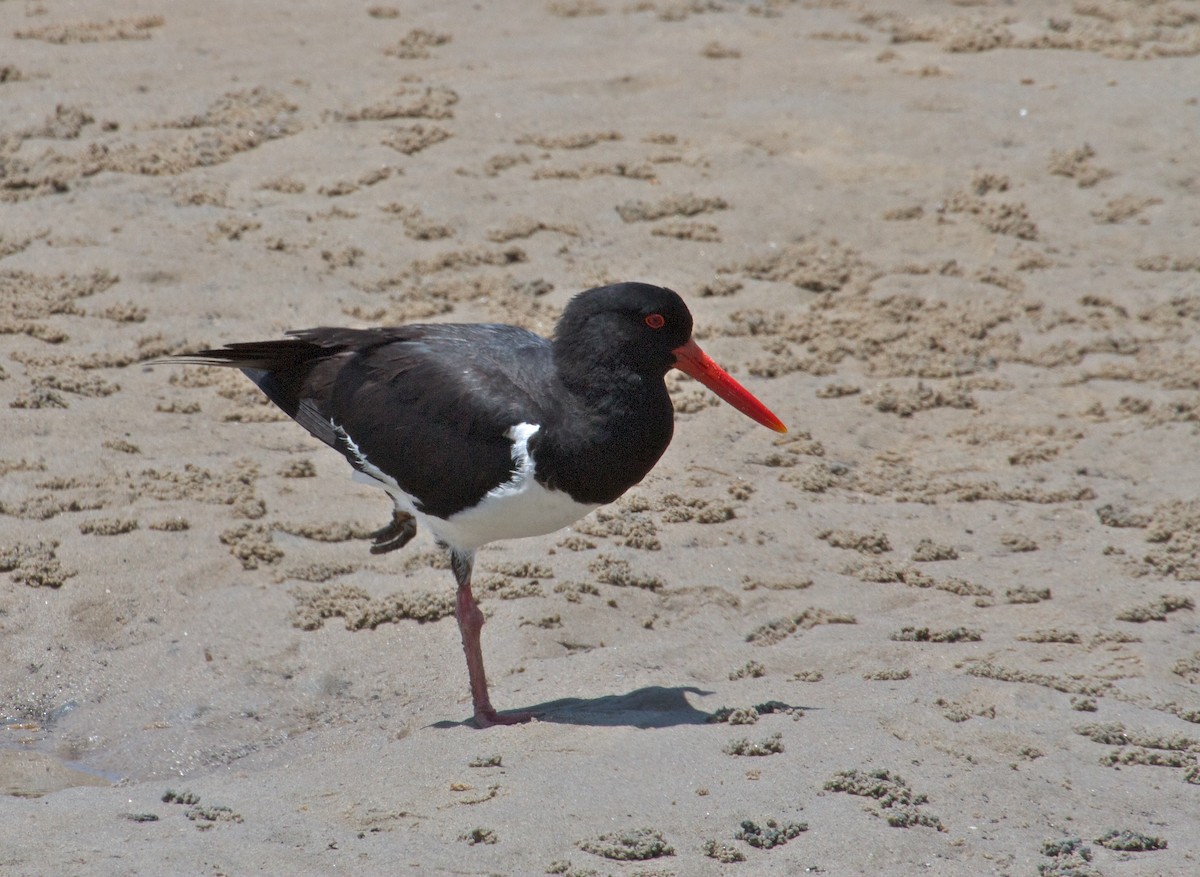 Pied Oystercatcher - ML130876281