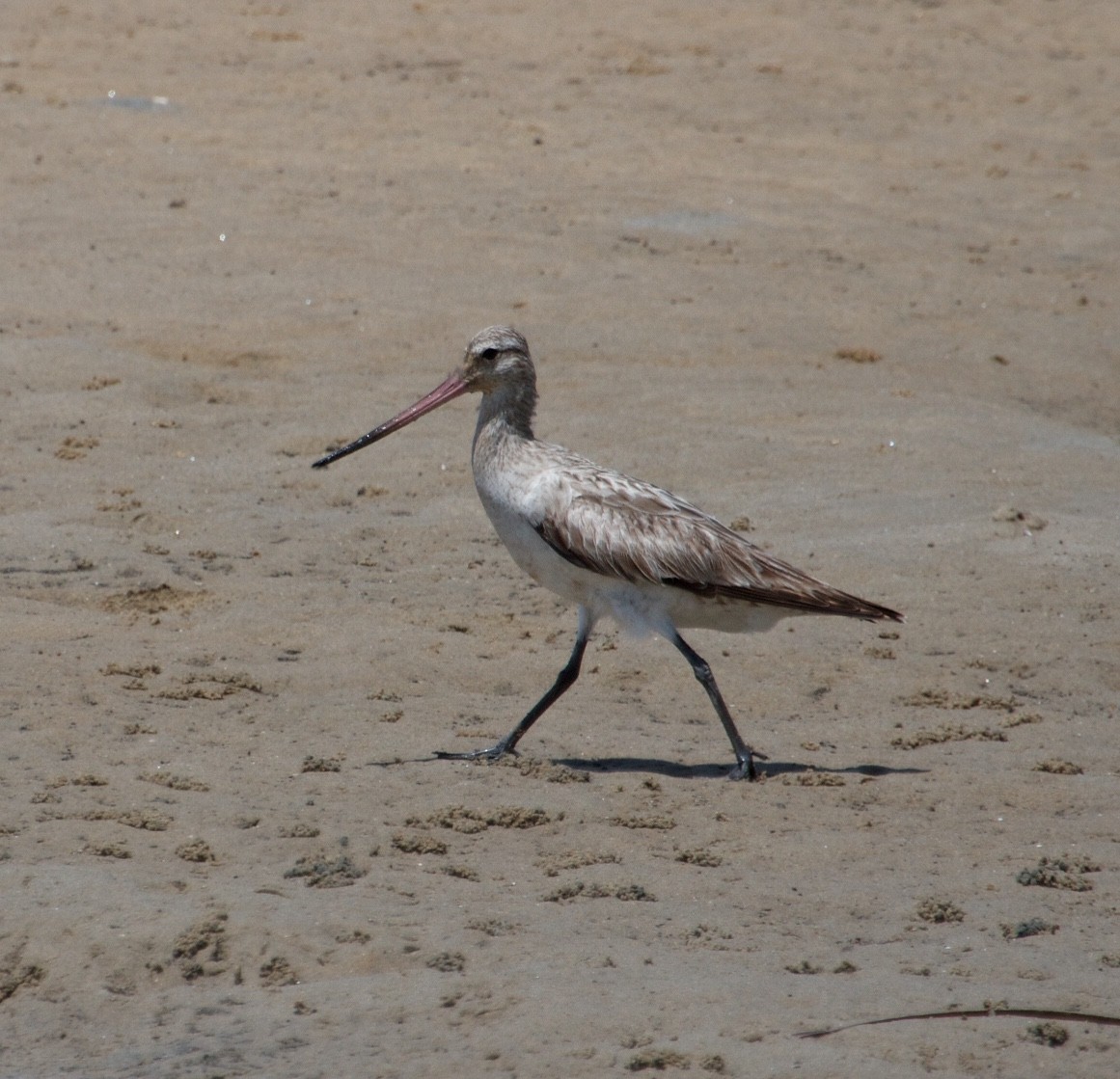 Хурган цууцал - ML130876321