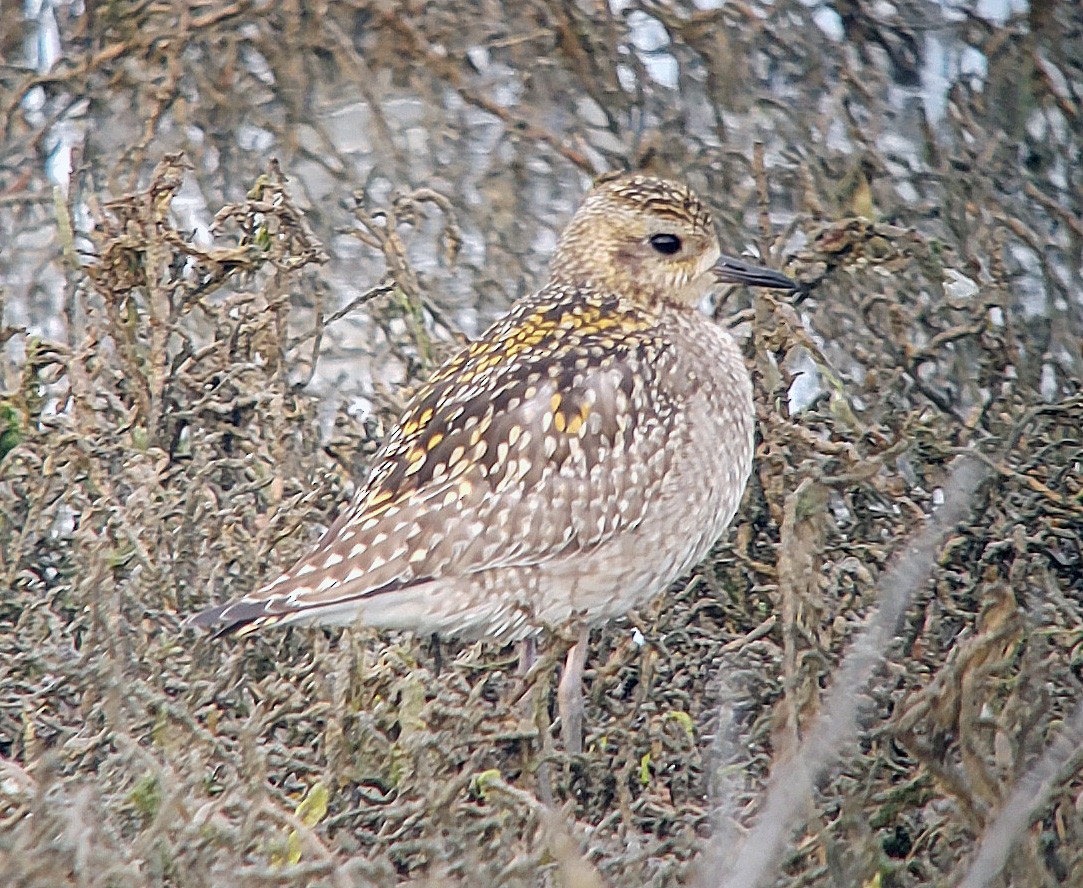 Pacific Golden-Plover - Peter Headland