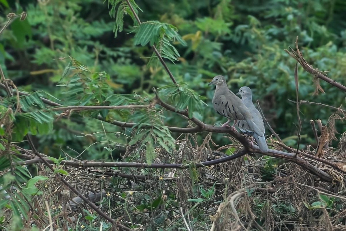 Ecuadorian Ground Dove - ML130876921