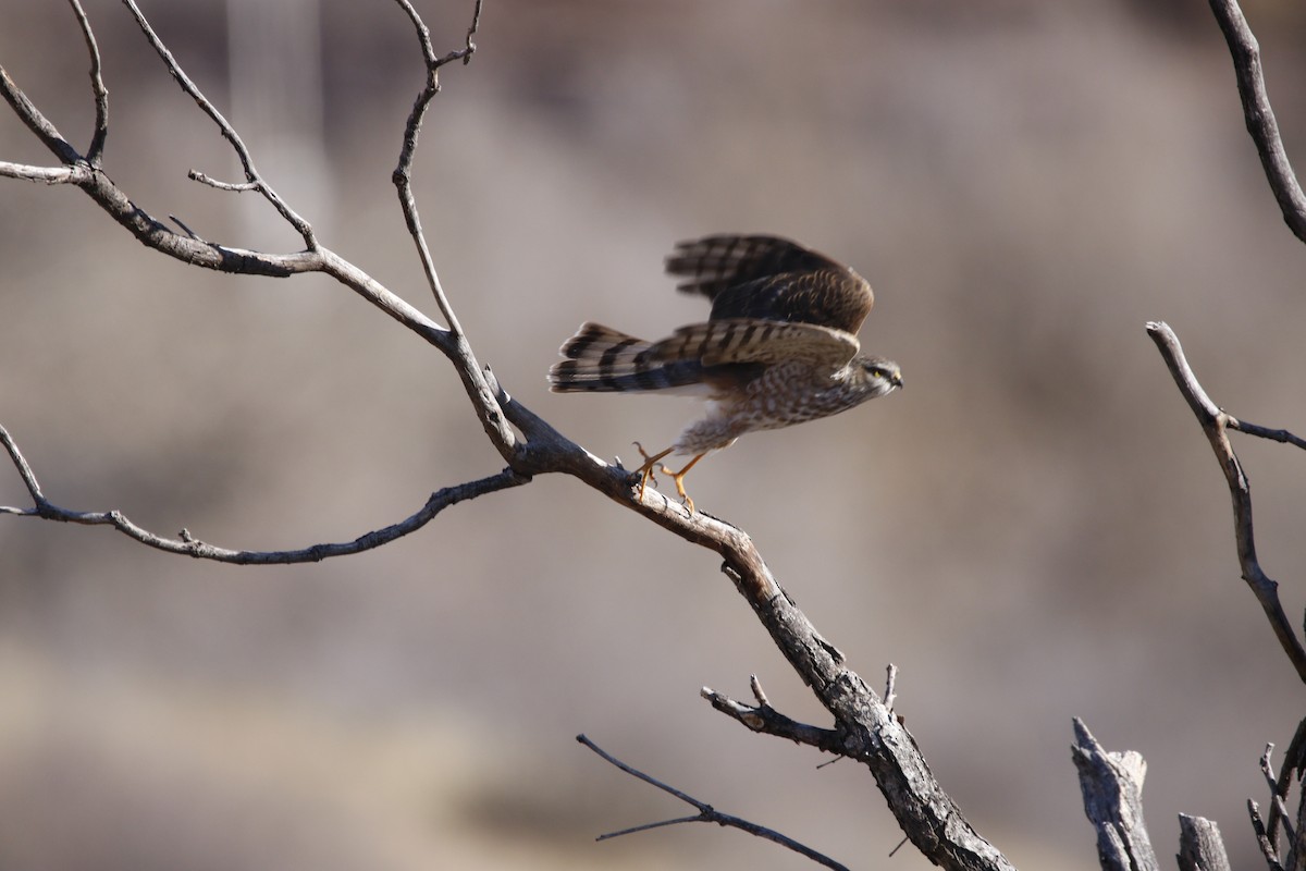 Sharp-shinned Hawk - ML130877661