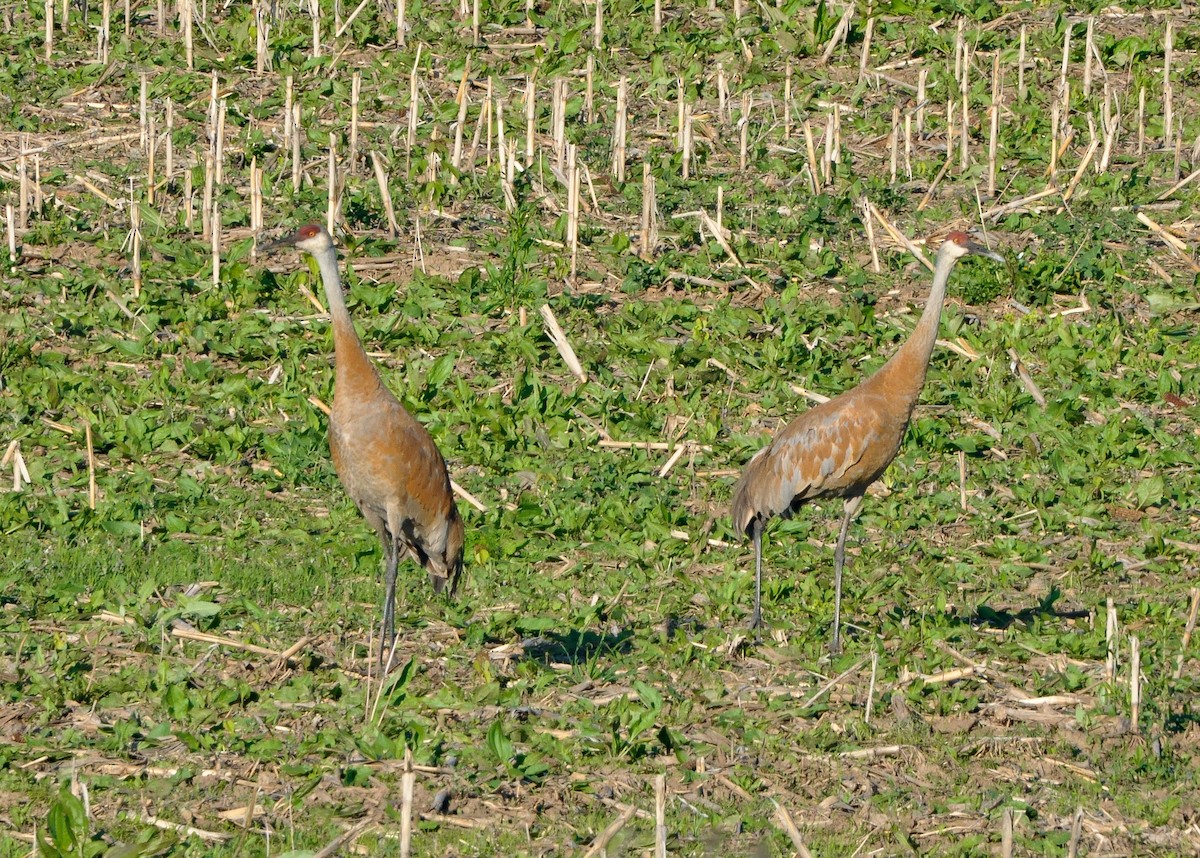 Grulla Canadiense - ML130878281