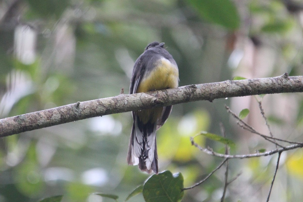 guløyetrogon - ML130879741