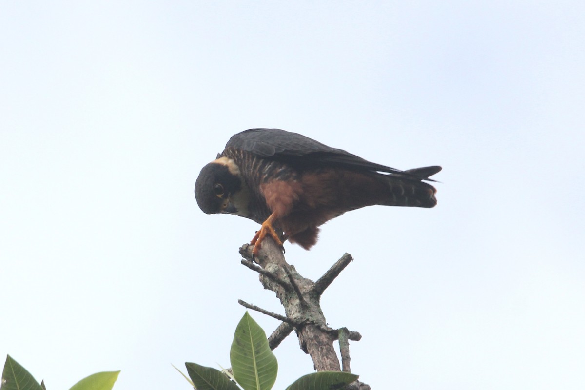 Bat Falcon - ML130879921