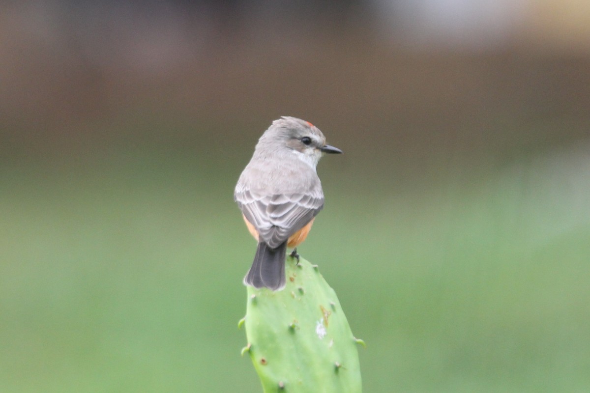 Vermilion Flycatcher - Robert Gowan