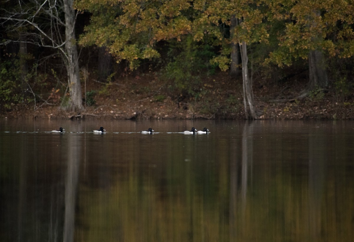 Ring-necked Duck - Ian Hearn