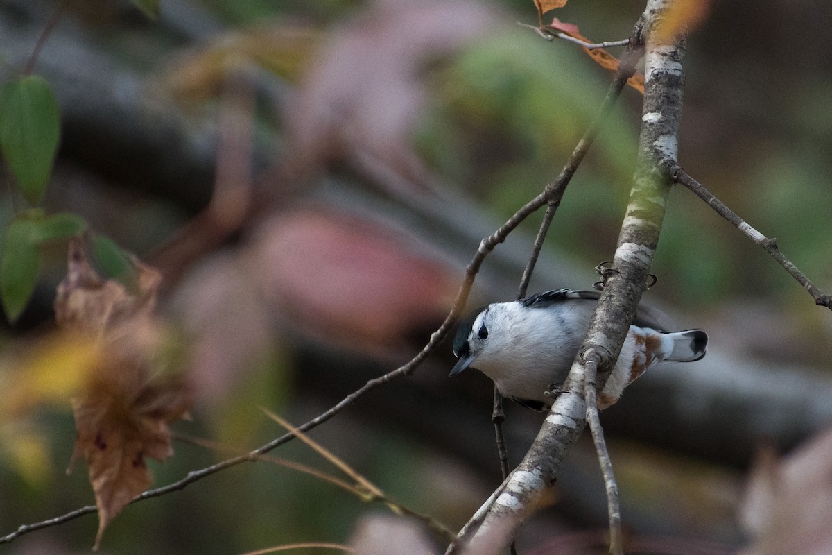 White-breasted Nuthatch (Eastern) - ML130881471